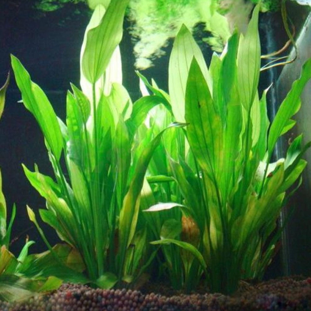 Planta de agua de plástico Artificial, decoraciones de Acuario, plantas de pecera, hierba, adorno de flores, decoración, accesorios acuáticos, 1 ud.
