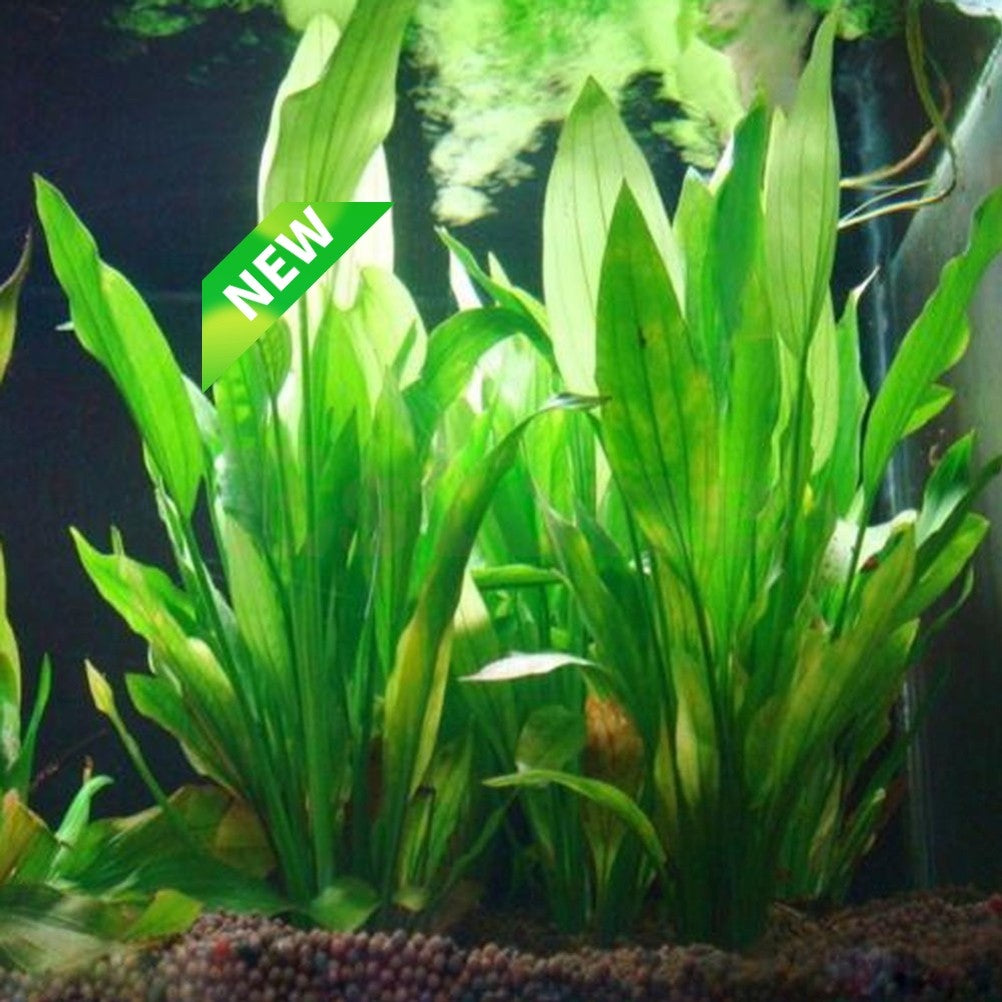 Planta de agua de plástico Artificial, decoraciones de Acuario, plantas de pecera, hierba, adorno de flores, decoración, accesorios acuáticos, 1 ud.