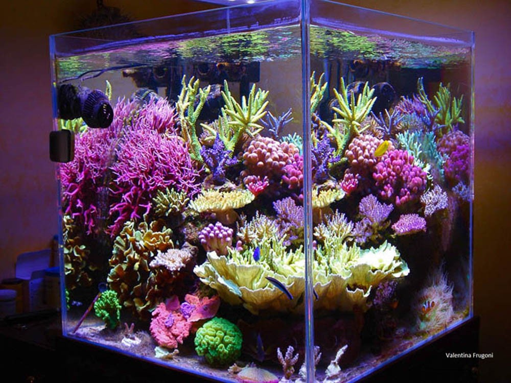 Atenuador de luz Led regulable para acuario, luces para tanque Fsih, 180W, lámpara para pecera de arrecife marino, decoración para peceras y acuarios